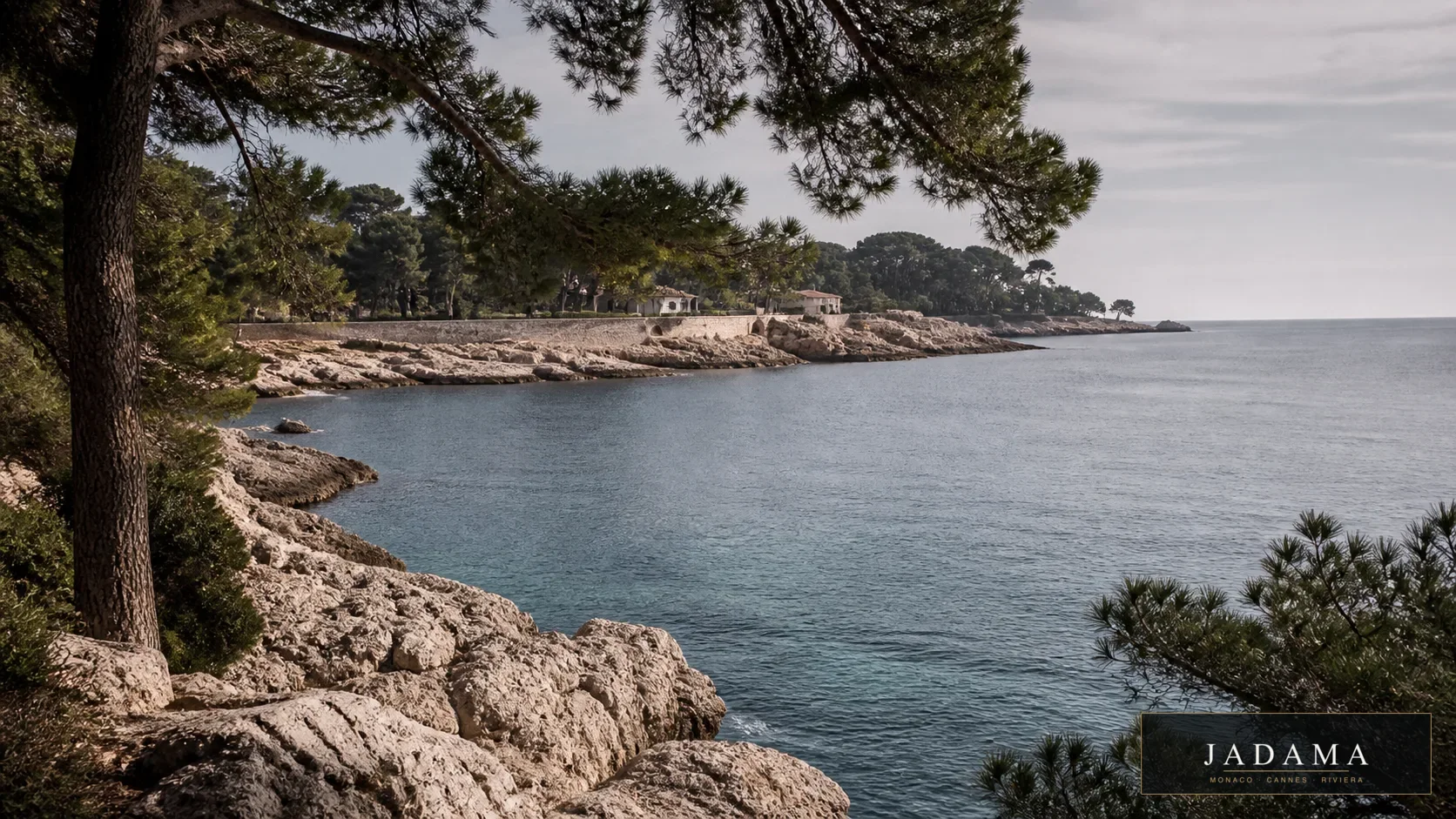 Cap antibes pines